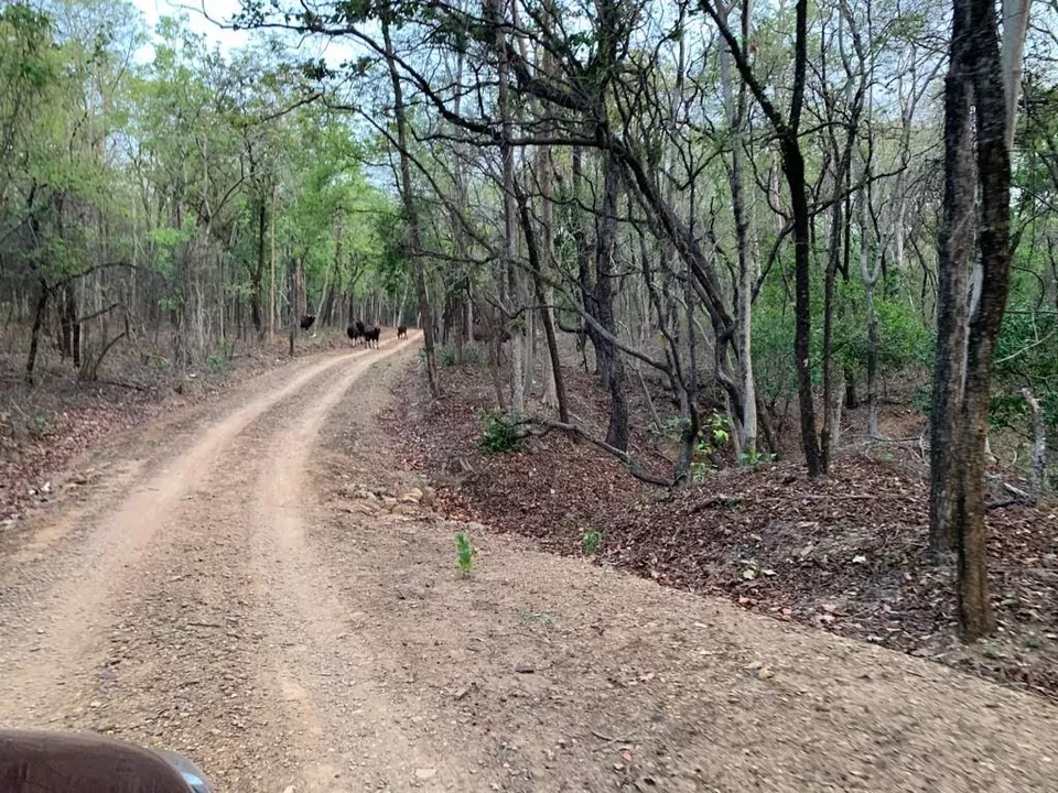 Photo of Debrigarh's jungle lore #TM2021 by Shrishti Sharma