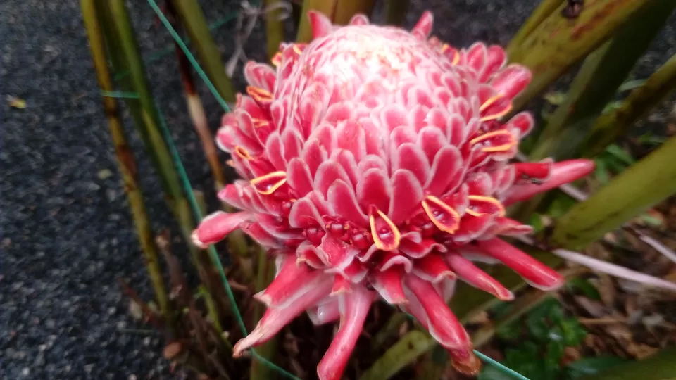 Photo of Periyar Spice Garden, Adimali, Kerala, India by Sonali Panagale