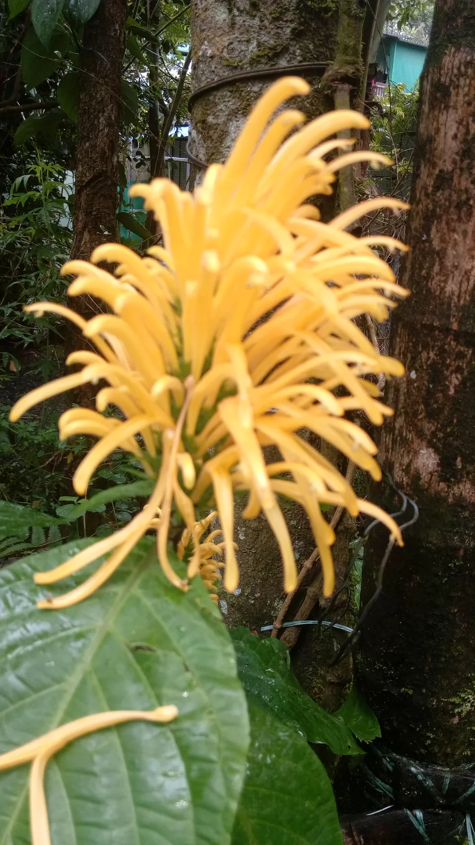 Photo of Periyar Spice Garden, Adimali, Kerala, India by Sonali Panagale