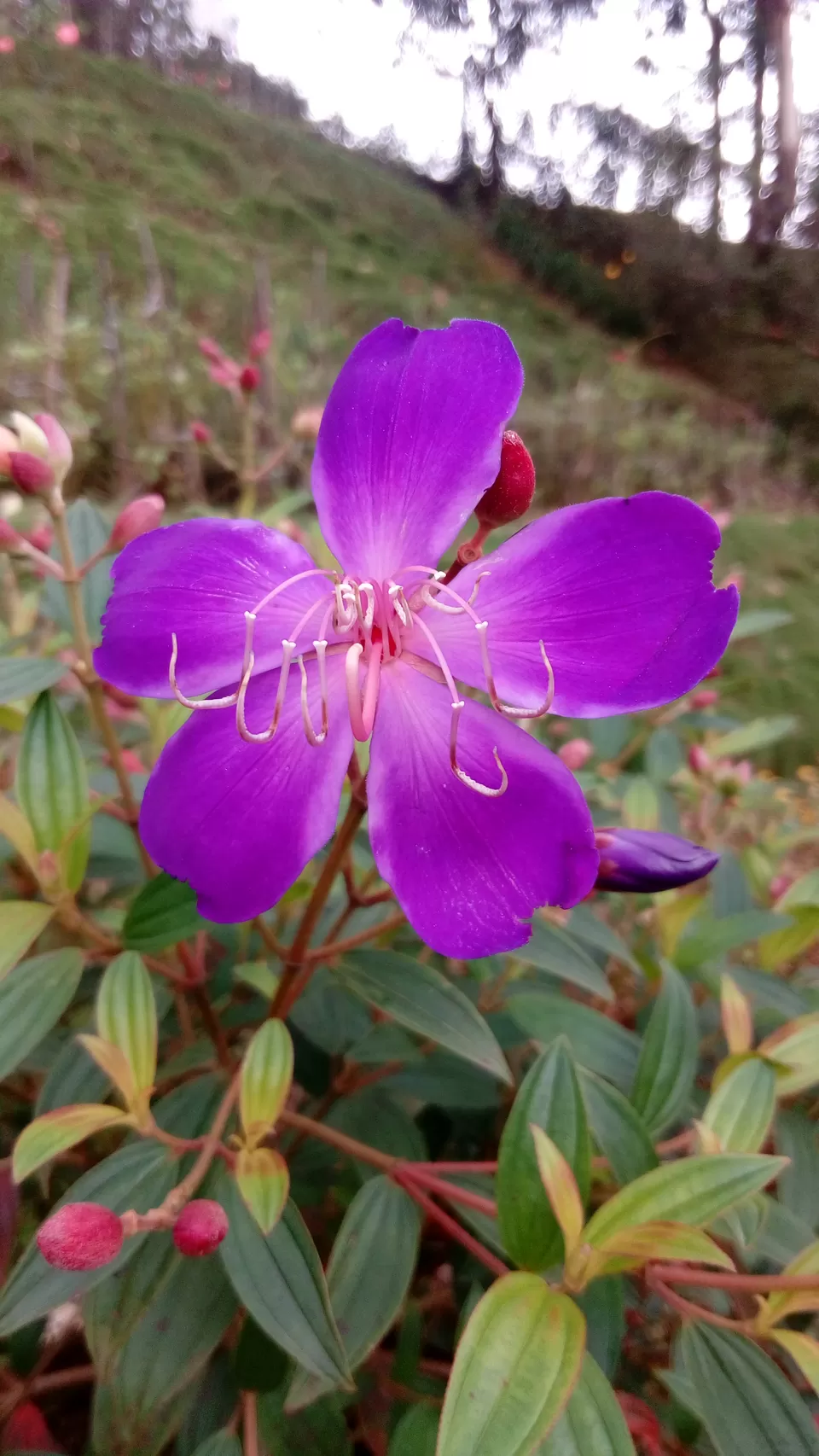Photo of Munnar Rose Garden, Aluva - Munnar Road, Rose Nagar, Mattupetty, Munnar, Kerala, India by Sonali Panagale