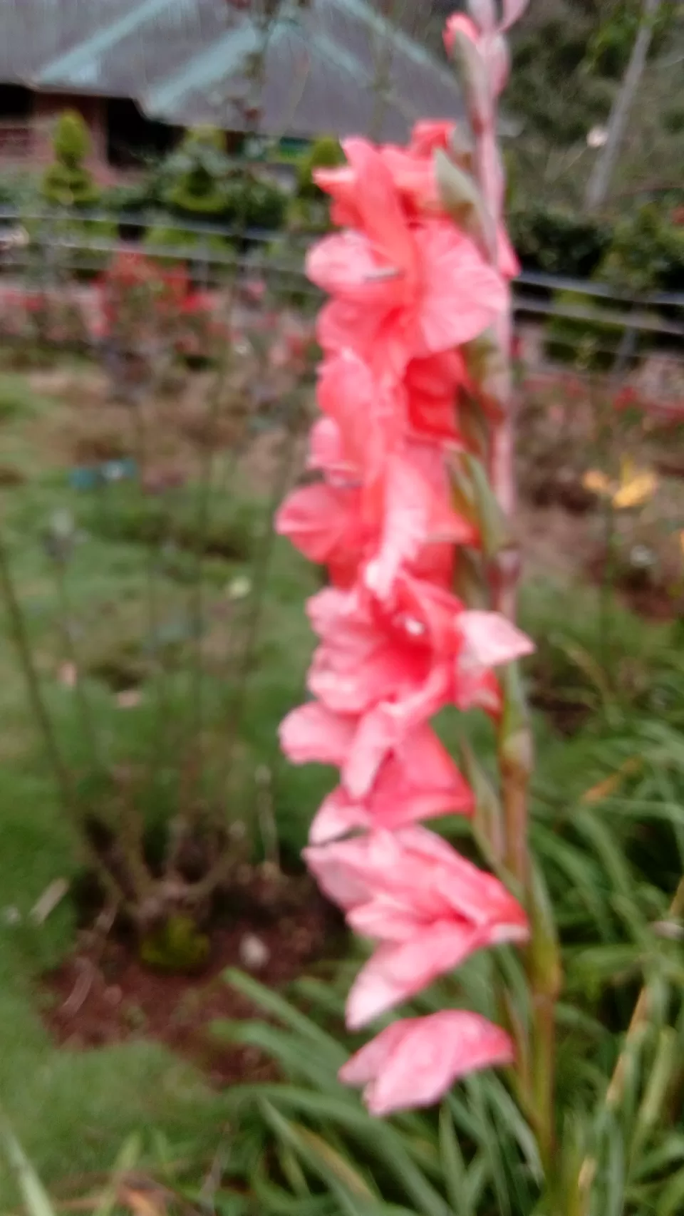 Photo of Munnar Rose Garden, Aluva - Munnar Road, Rose Nagar, Mattupetty, Munnar, Kerala, India by Sonali Panagale