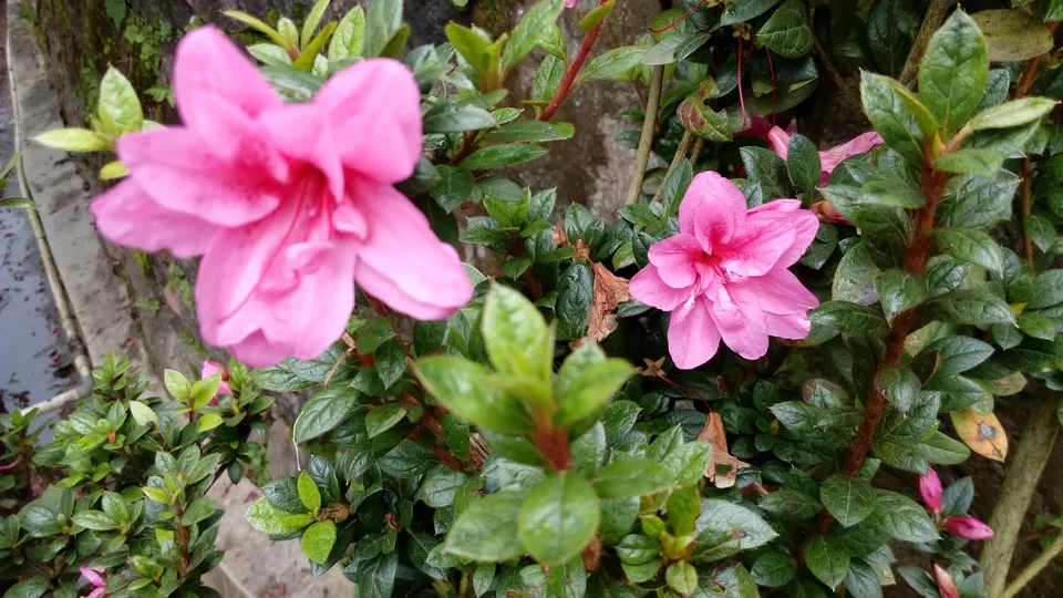 Photo of Munnar Rose Garden, Aluva - Munnar Road, Rose Nagar, Mattupetty, Munnar, Kerala, India by Sonali Panagale
