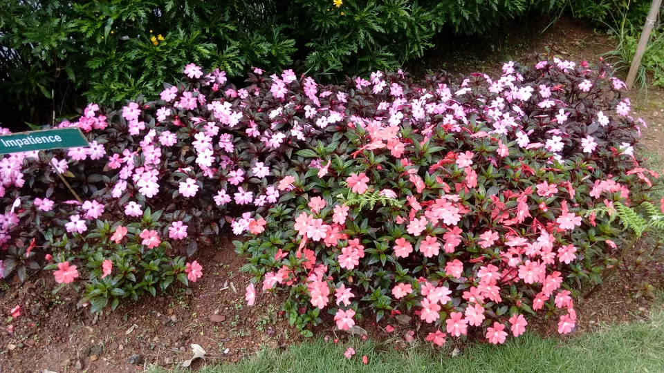 Photo of Munnar Rose Garden, Aluva - Munnar Road, Rose Nagar, Mattupetty, Munnar, Kerala, India by Sonali Panagale
