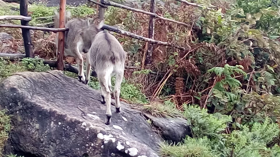 Photo of Eravikulam National Park. Munnar. Kerala, Munnar, Kerala, India by Sonali Panagale