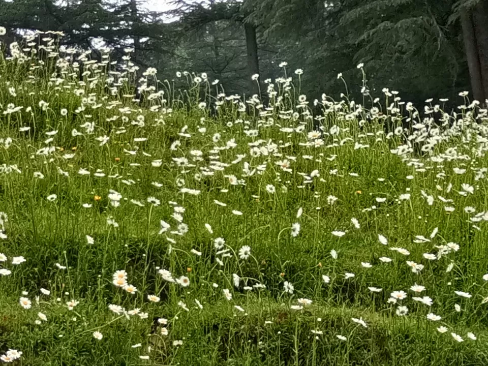 Photo of How to curate a wonderful hill trip for children by Urmi D