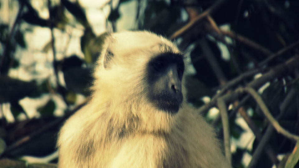 Photo of Rishikesh_The adventure capital of India 3/9 by Malab