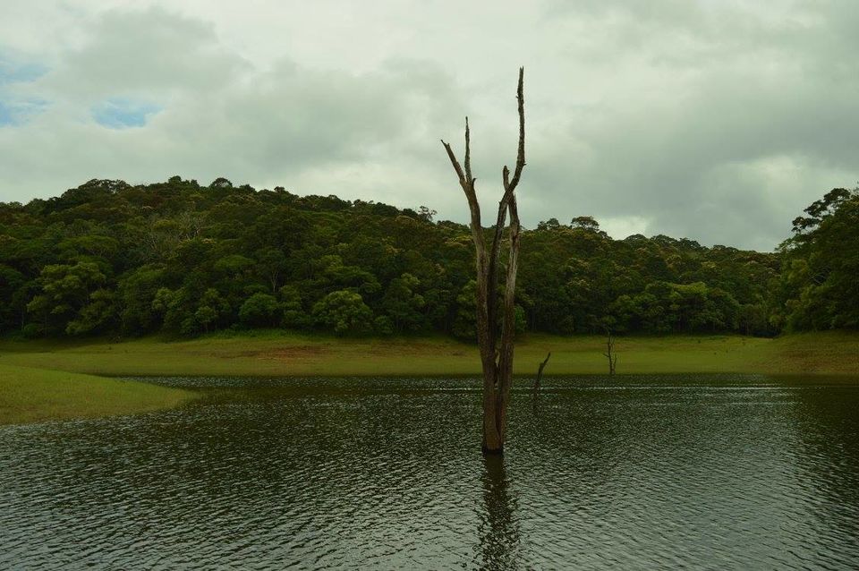 Photo of A dream called Munnar 6/7 by #KPraj
