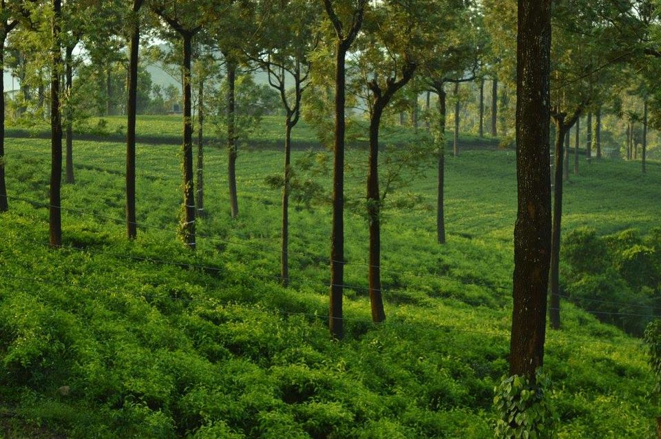 Photo of A dream called Munnar 2/7 by #KPraj