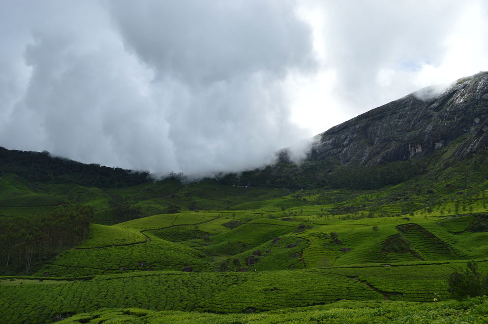 Photo of A dream called Munnar 1/7 by #KPraj