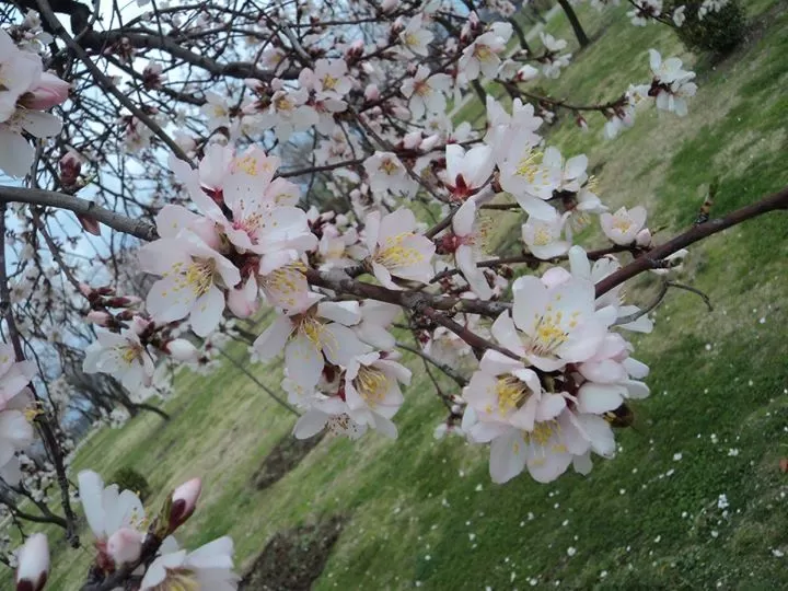Photo of Jammu and Kashmir by Sonal Patel Dsouza