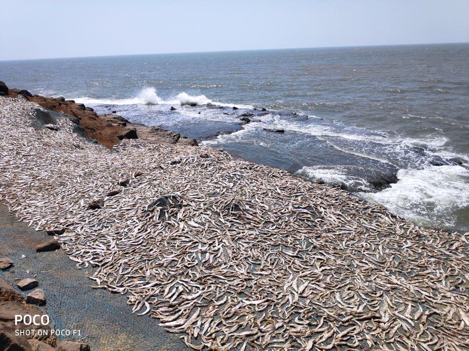 Photo of Lure of the seashore by Sonal Patel Dsouza