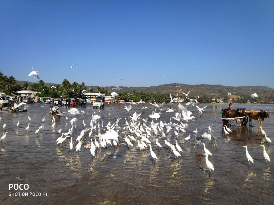 Photo of Lure of the seashore by Sonal Patel Dsouza