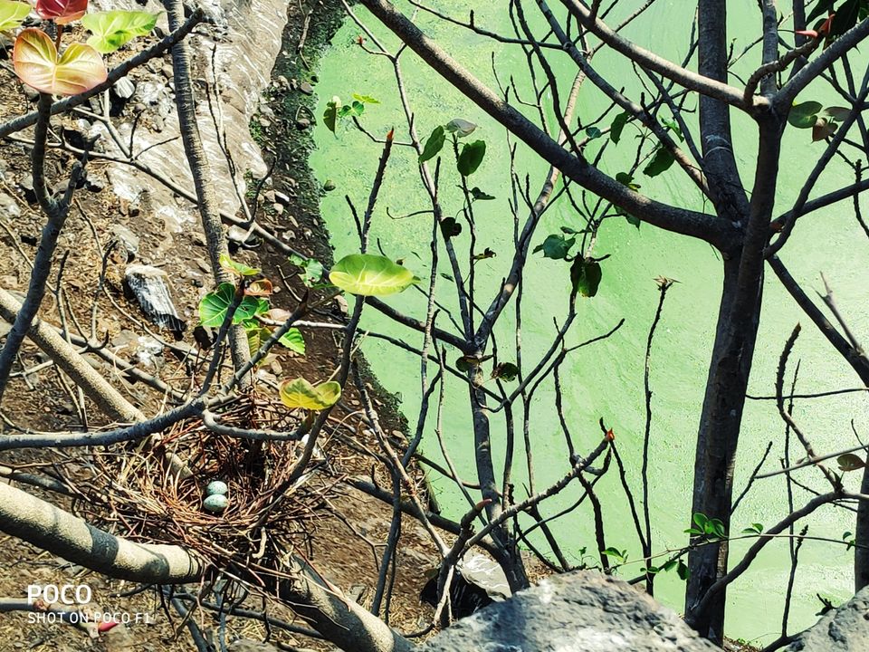 Photo of Lure of the seashore by Sonal Patel Dsouza