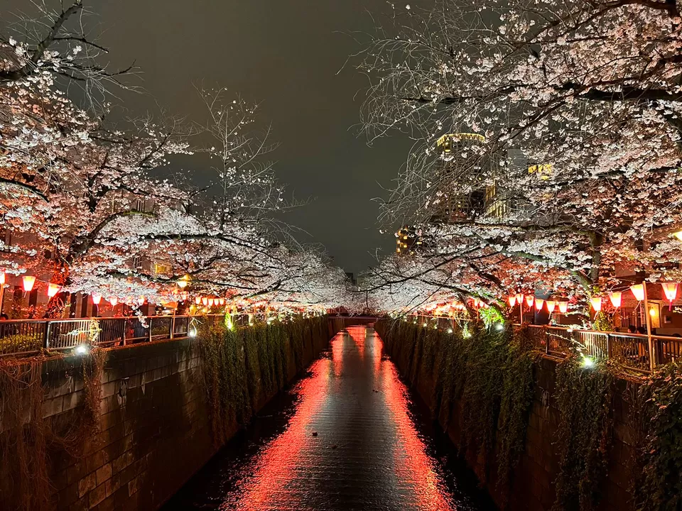 Photo of Aura of Sakura by Sandhyaa V.