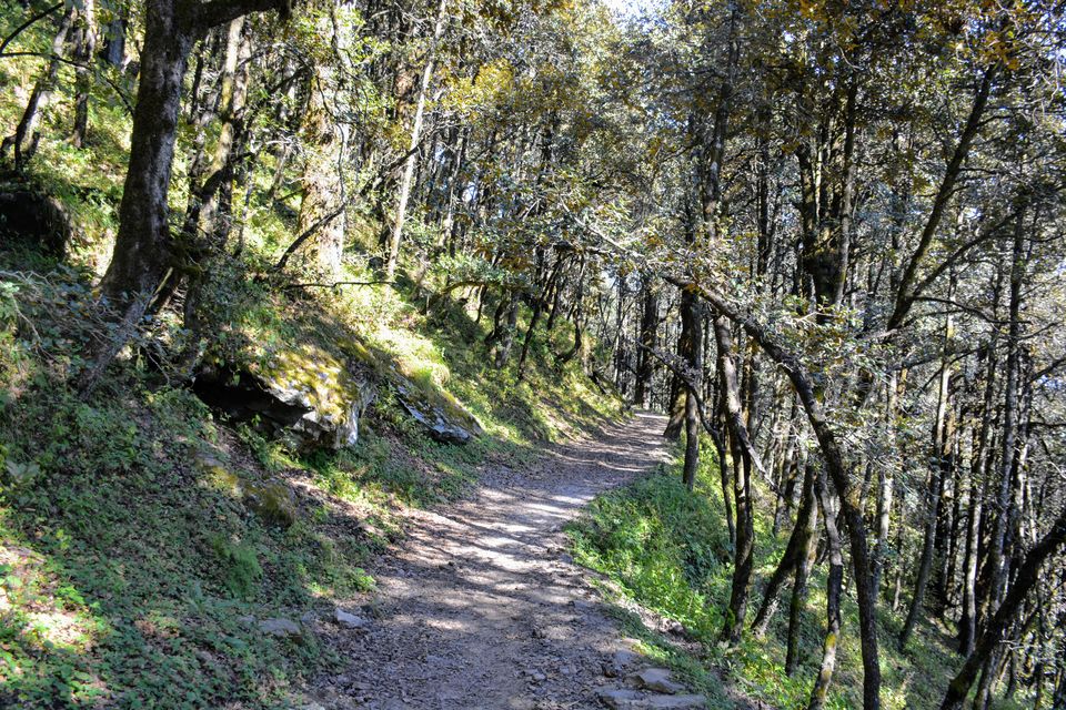 Photo of 3 Days in Himachal (Jibhi - Jalori - Tirthan) 10/48 by shilpi3005
