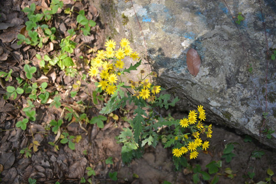 Photo of 3 Days in Himachal (Jibhi - Jalori - Tirthan) 45/48 by shilpi3005