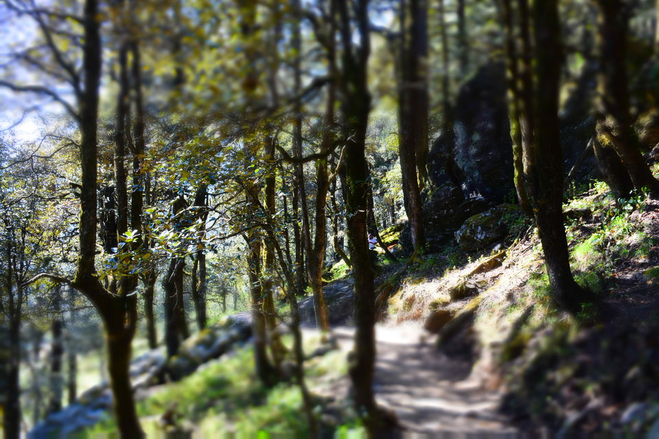 Photo of 3 Days in Himachal (Jibhi - Jalori - Tirthan) 44/48 by shilpi3005