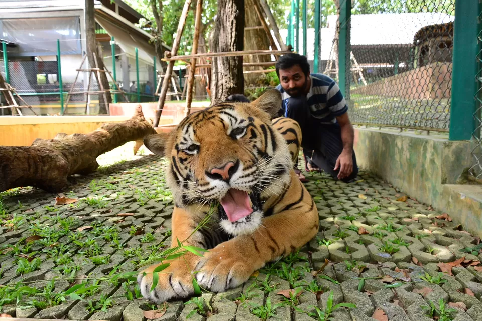 Photo of Tiger Kingdom - Phuket, Thailand by Appu