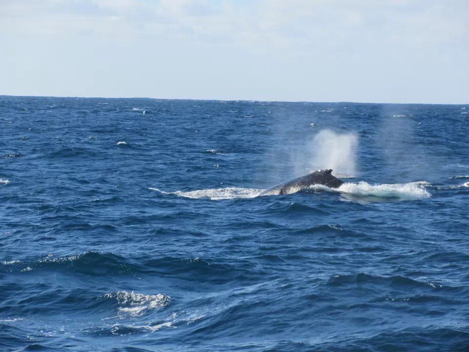 Photo of Whale Watching Sydney by Appu