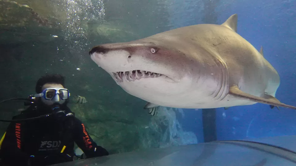 Photo of Shark Drive Xtreme by Appu