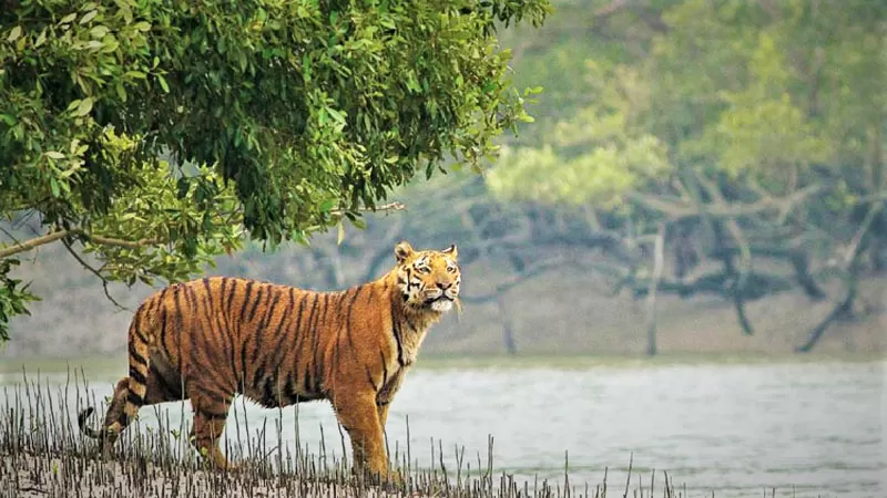 Photo of In Search Of Mangrove We Landed In The Land The Royal Bengal Tiger, Sundarban by Maadhab Barman