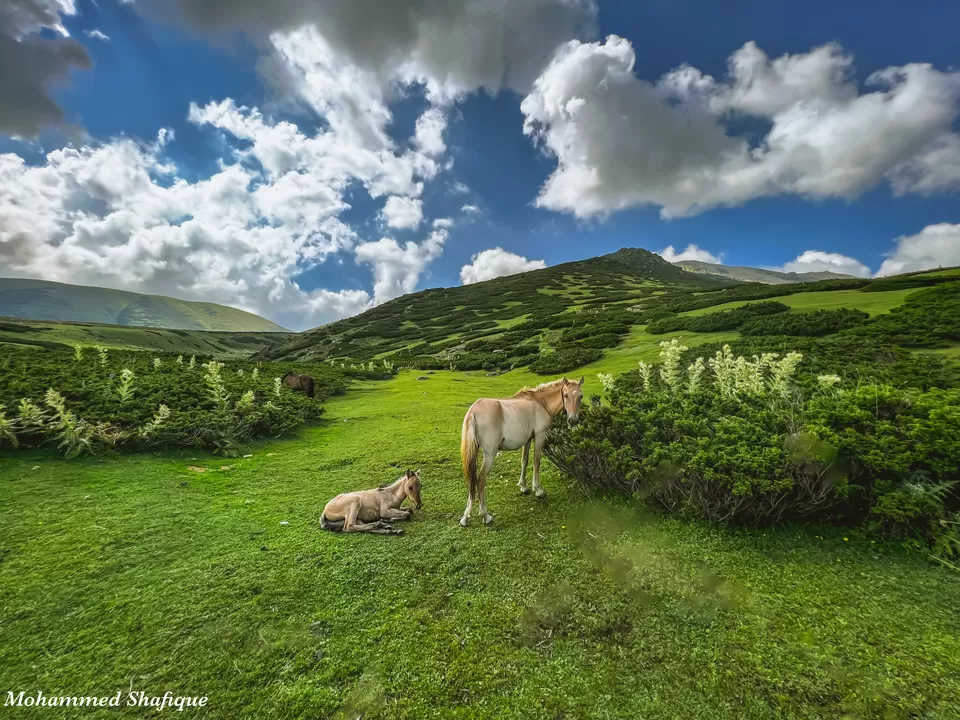 Photo of Tosamaidan توسہ میدان, Tosamaidan, Chere Haroo, Jammu and Kashmir by Nargis Farheena 