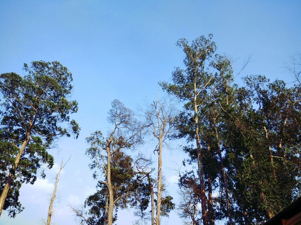 Photo of "Tripping" with magic in Kodaikanal by Sarthak Sagar