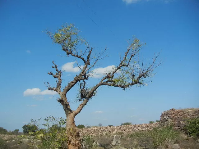 Photo of Orchha Home-stay, Lakshmi Mandir Road, Ganj Mohalla,, Orachha, Madhya Pradesh 472246, India by reachmonica