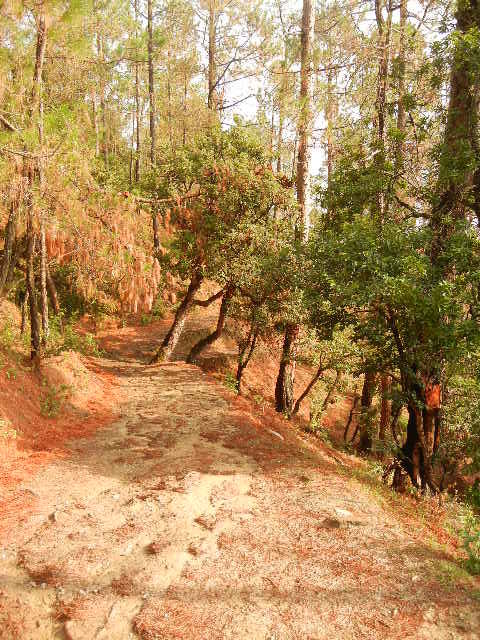 Photo of Jewel in Uttarakhand: Peora Dak Bungalow 6/10 by reachmonica