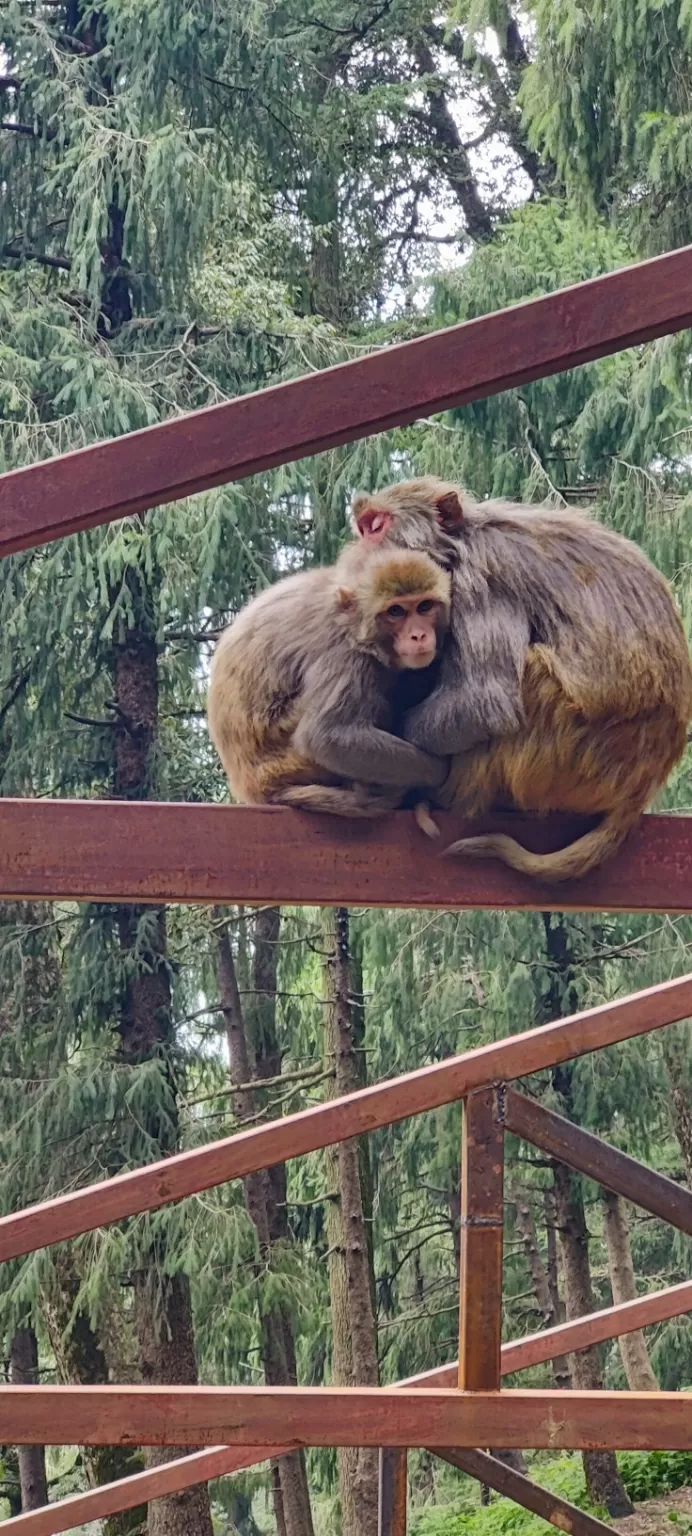 Photo of Hanumaan Mandir Shimla by Mithun Rajan
