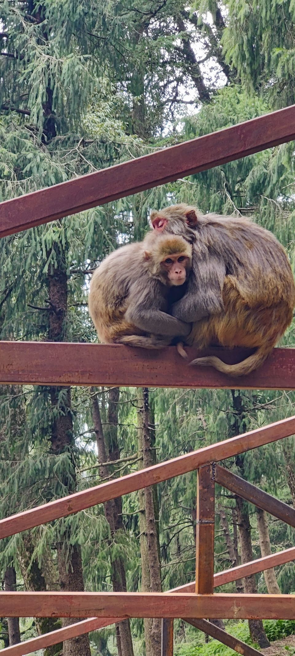 Photo of Shimla Diary by Mithun Rajan