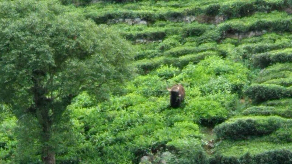Photo of Kotagiri, Tamil Nadu, India by Nikhil Raul