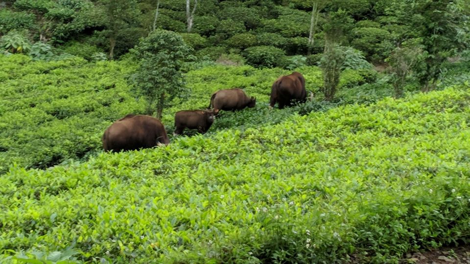 Photo of Kotagiri, Tamil Nadu, India by Nikhil Raul