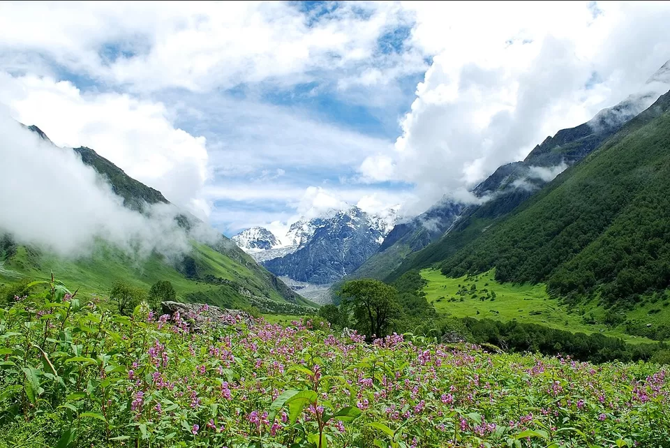 Photo of Valley of Flowers National Park by zeem babu