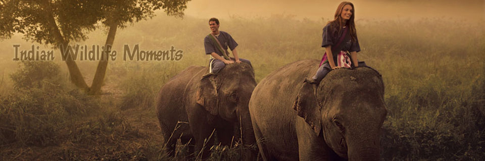 Photo of Wildlife Conservation in India 3/7 by Nain Tara