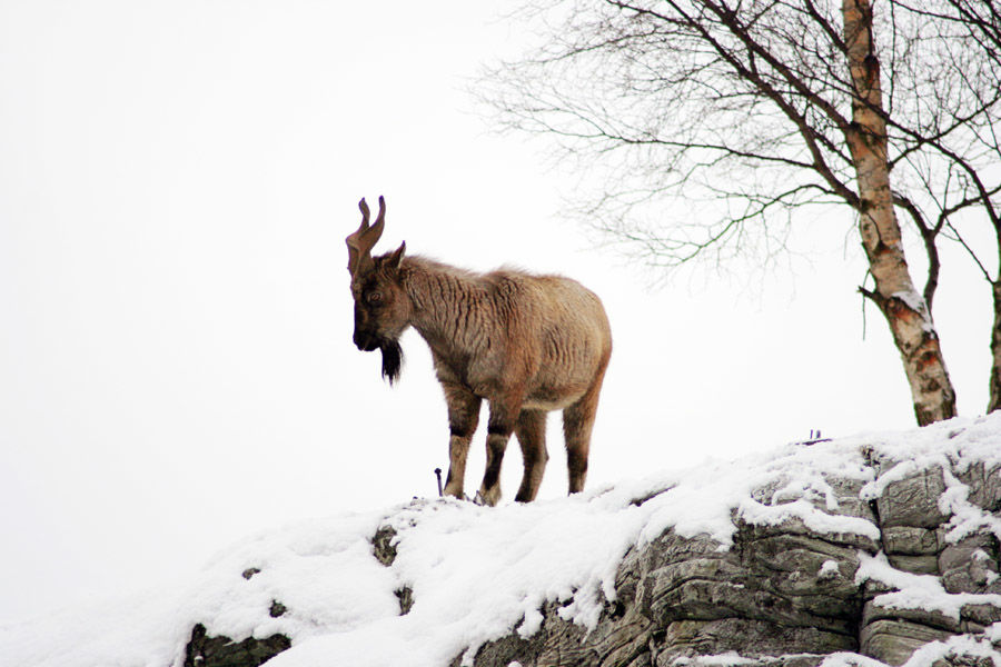 Photo of Wildlife Conservation in India 4/7 by Nain Tara