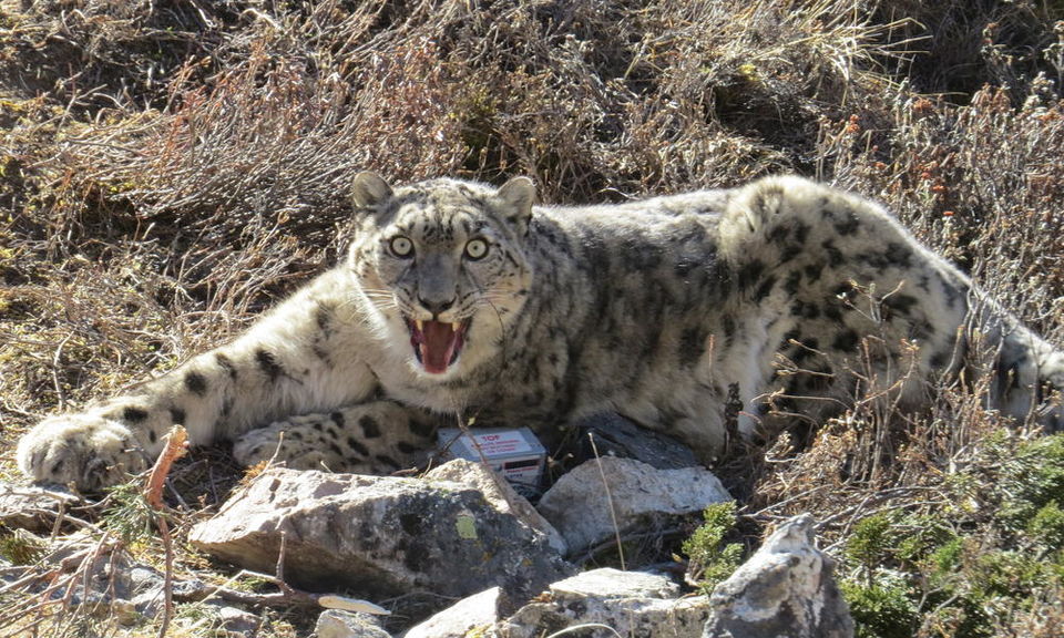 Photo of Wildlife Conservation in India 5/7 by Nain Tara