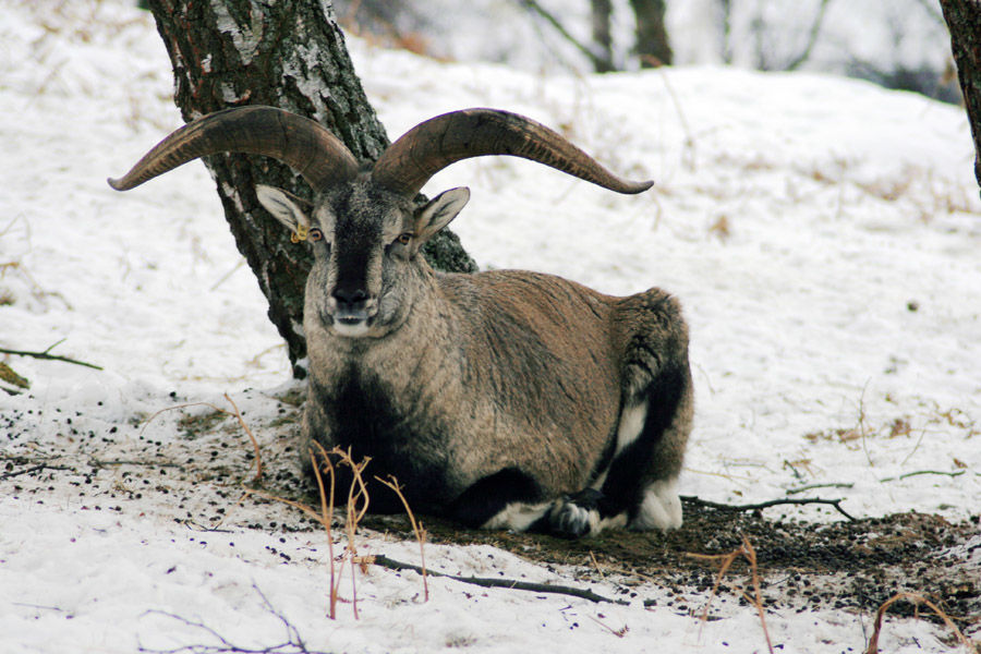 Photo of Wildlife Conservation in India by Nain Tara