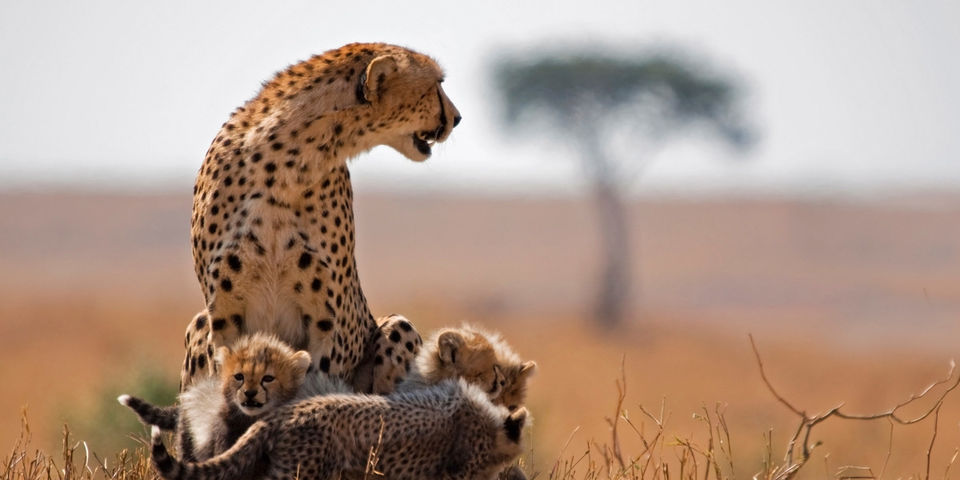 Photo of Wildlife Conservation in India by Nain Tara
