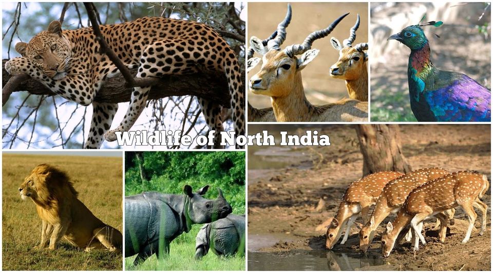 Photo of Wildlife Conservation in India by Nain Tara