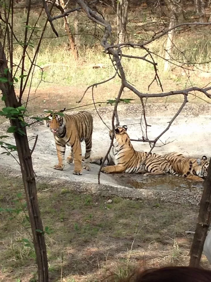 Photo of Ranthambore National Park, Rajasthan, India by Hetal Shah