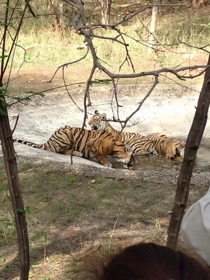 Photo of Ranthambore National Park, Rajasthan, India by Hetal Shah