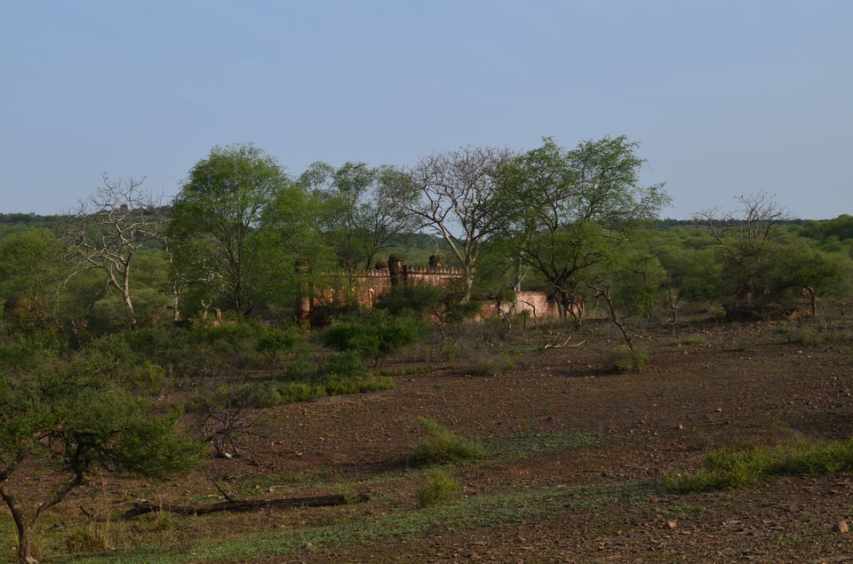 Photo of Sighting tigers at Ranthambore 17/39 by Hetal Shah