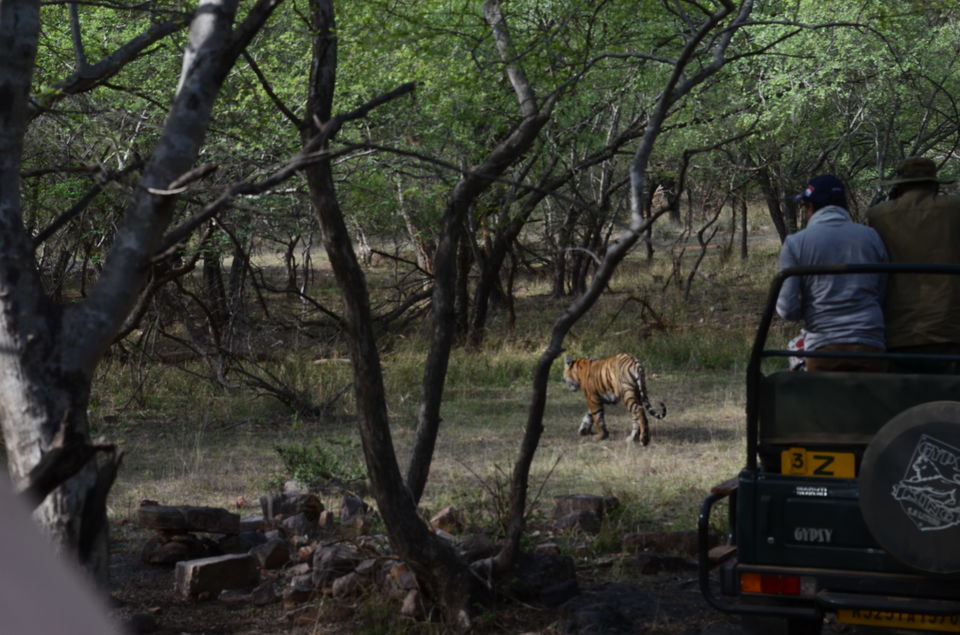 Photo of Sighting tigers at Ranthambore 29/39 by Hetal Shah