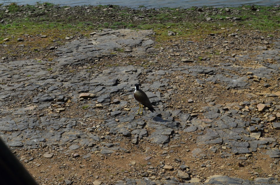 Photo of Sighting tigers at Ranthambore 31/39 by Hetal Shah