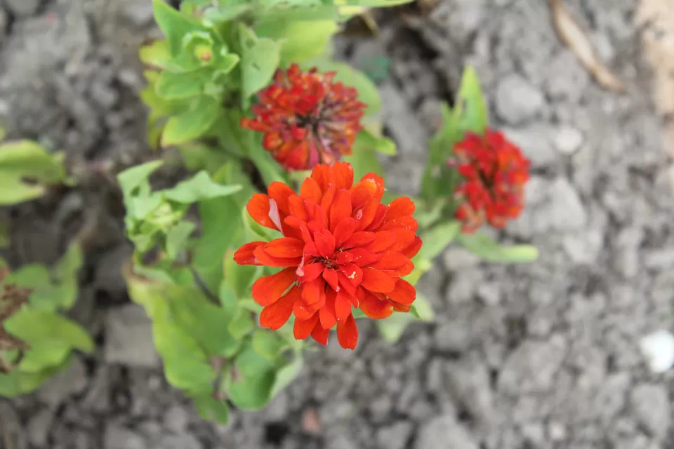 Photo of Yadavindra Gardens, Panchkula, Haryana, India by Prerna Gupta