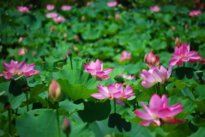 Photo of My Dream Trip To Macao #20ThingsILoveAboutMacao 1/18 by Shreya Agarwal