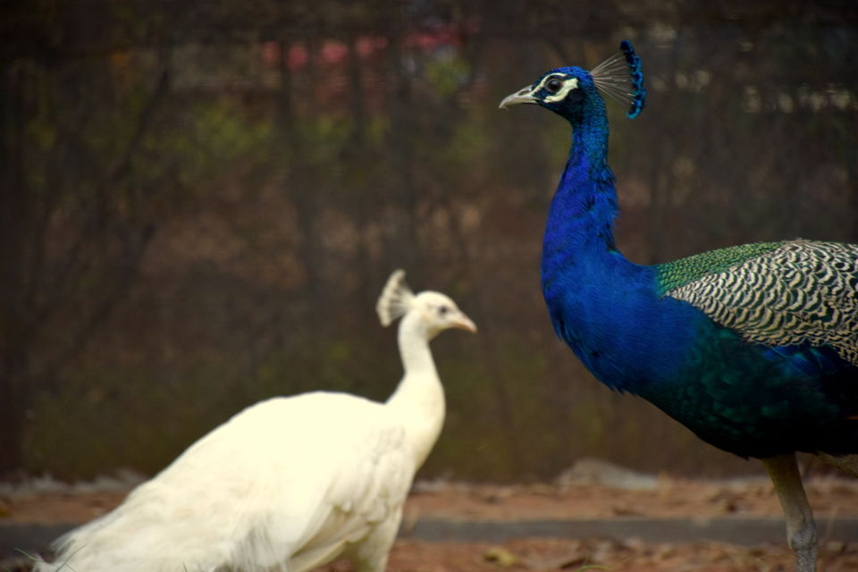 Photo of City walk: Mysore 5/32 by Subhadeep Banerjee