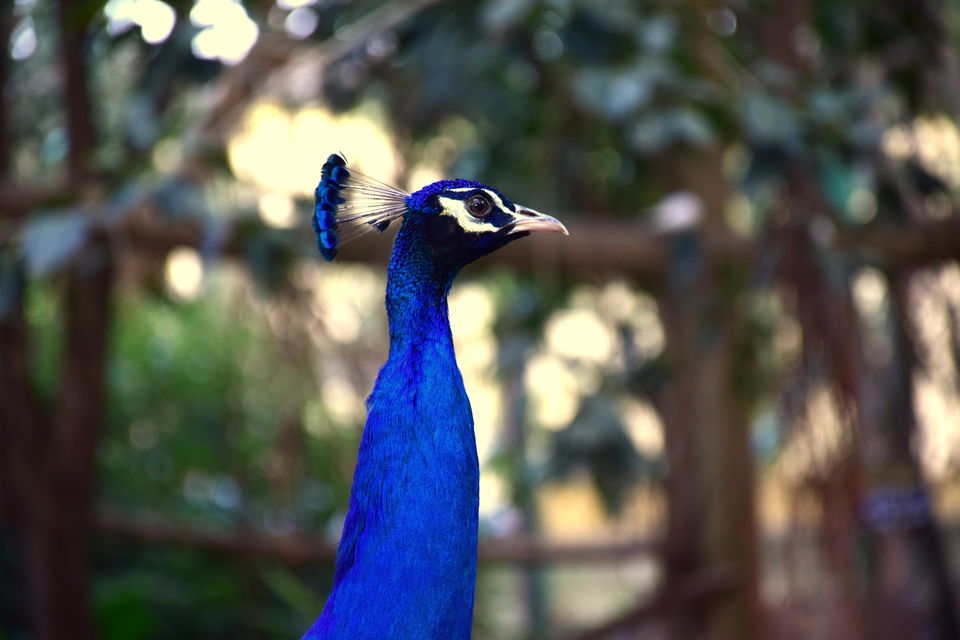 Photo of City walk: Mysore 25/32 by Subhadeep Banerjee