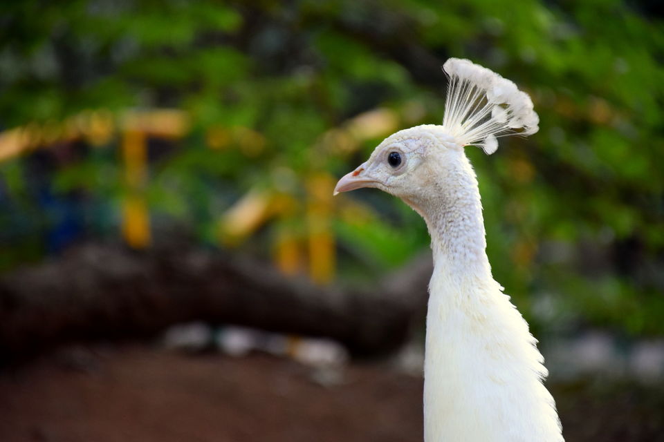 Photo of City walk: Mysore 26/32 by Subhadeep Banerjee